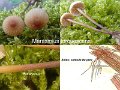 Marasmius torquescens-amf2272